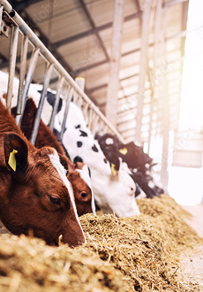 Cattle