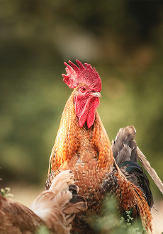 Poultry